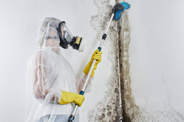 Best Residential Mold Removal  in Archie, MO
