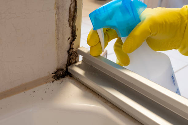 Best Black Mold Removal  in Archie, MO
