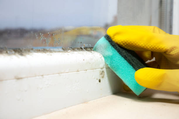 Mold Testing and Removal in Archie, MO