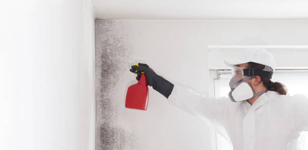 Best Professional Mold Removal  in Archie, MO