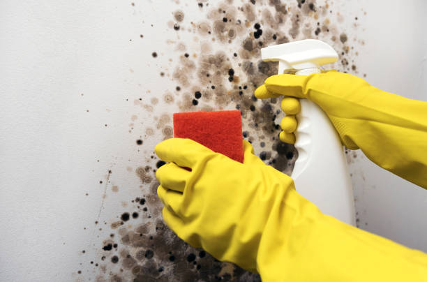 Best Certified Mold Removal  in Archie, MO