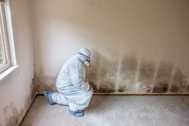 Best Commercial Mold Removal  in Archie, MO